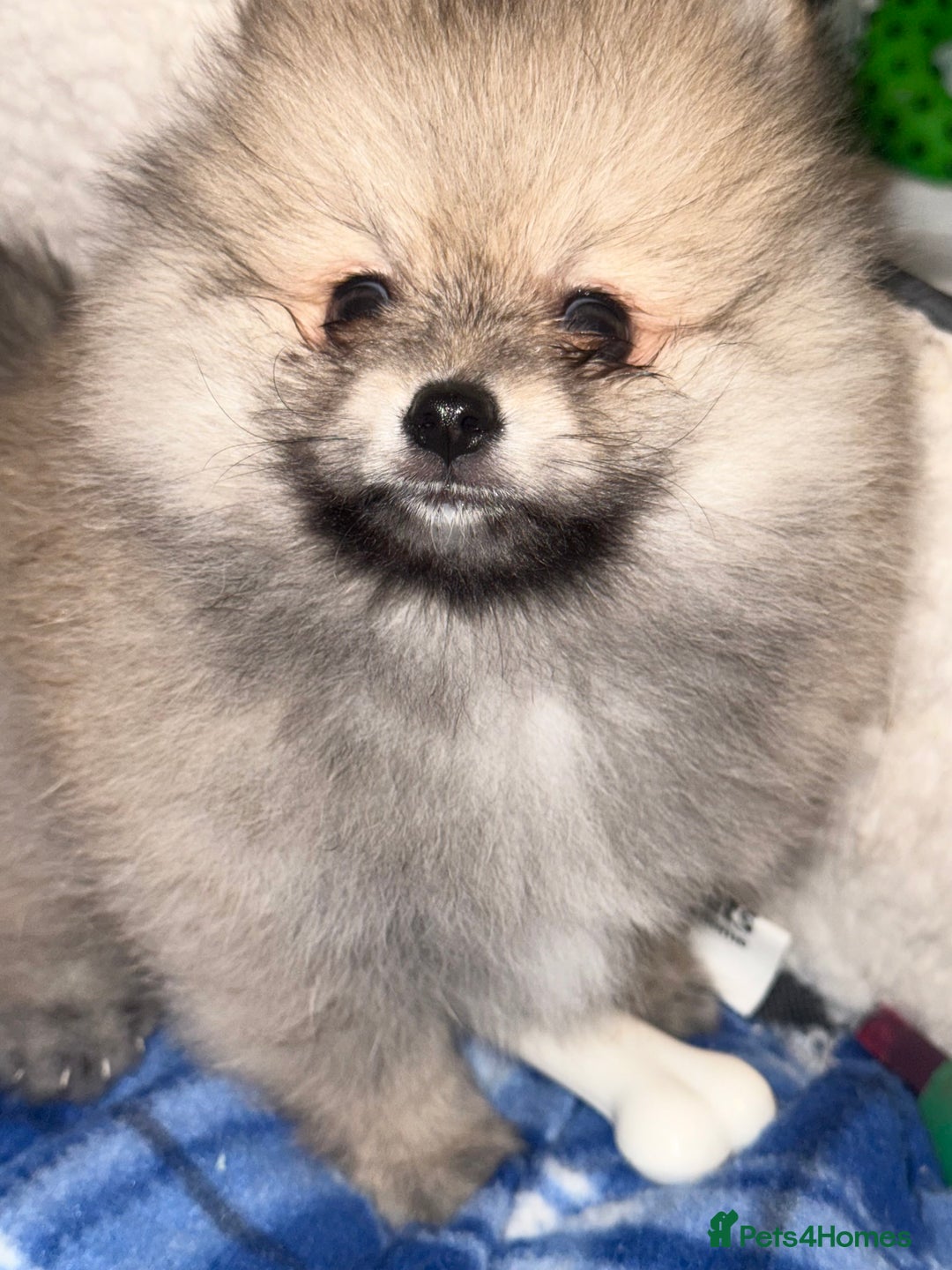 Pomeranian dogs for sale: ✨🐶Small Teddy Bear🧸 SKY🩵BLUE EYE 👀POMS🐶✨ - Advert 39