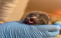 British Shorthair cats for sale:  Gccf British shorthair kittens champion lines 🏆 - Image 28