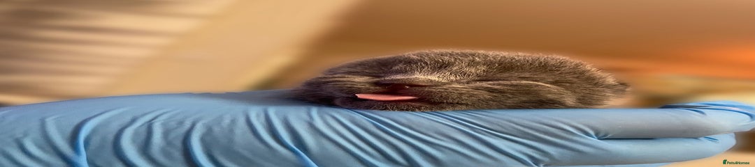 British Shorthair Kitten 5