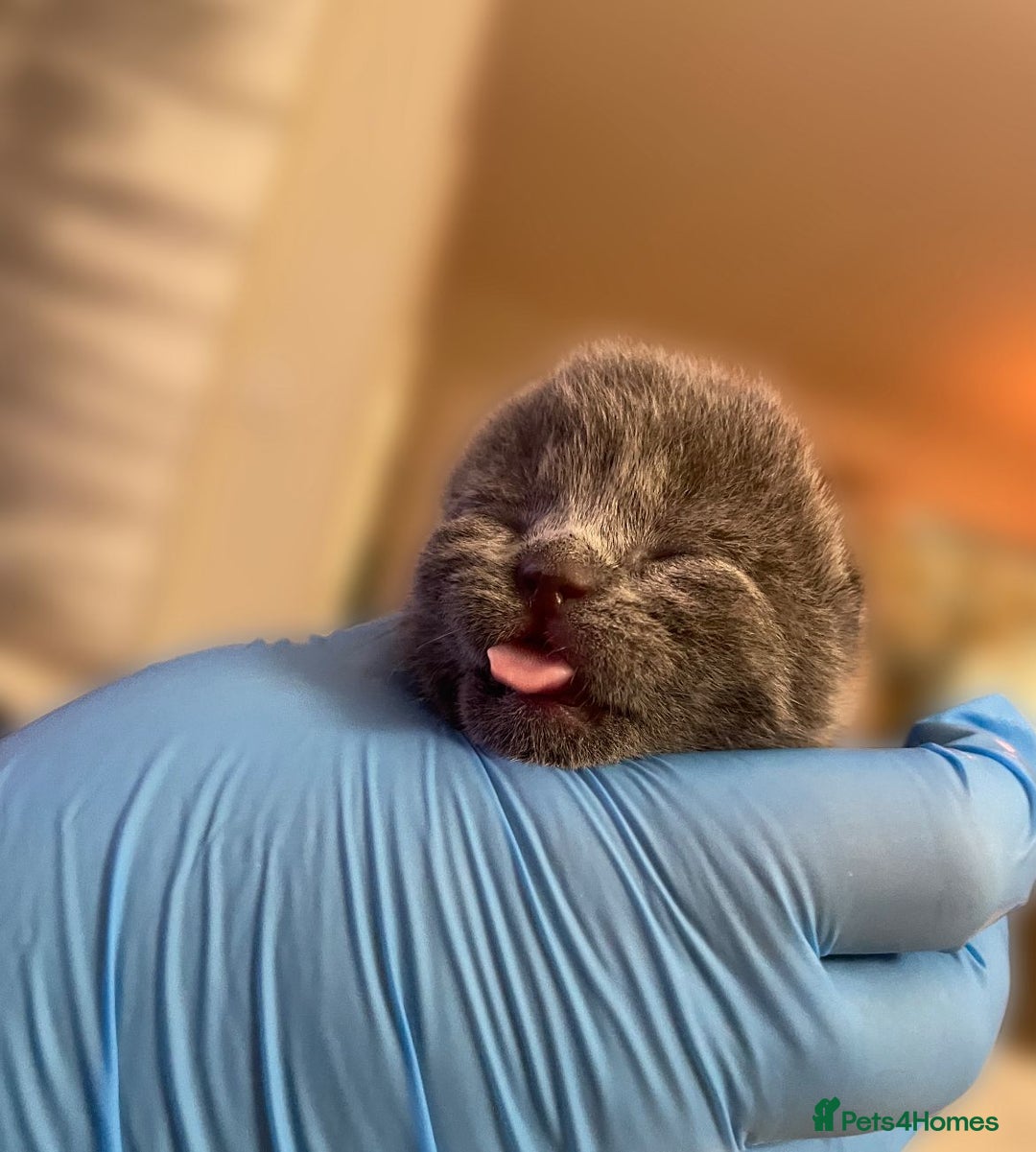 British Shorthair cats for sale:  Gccf British shorthair kittens champion lines 🏆 - Image 28