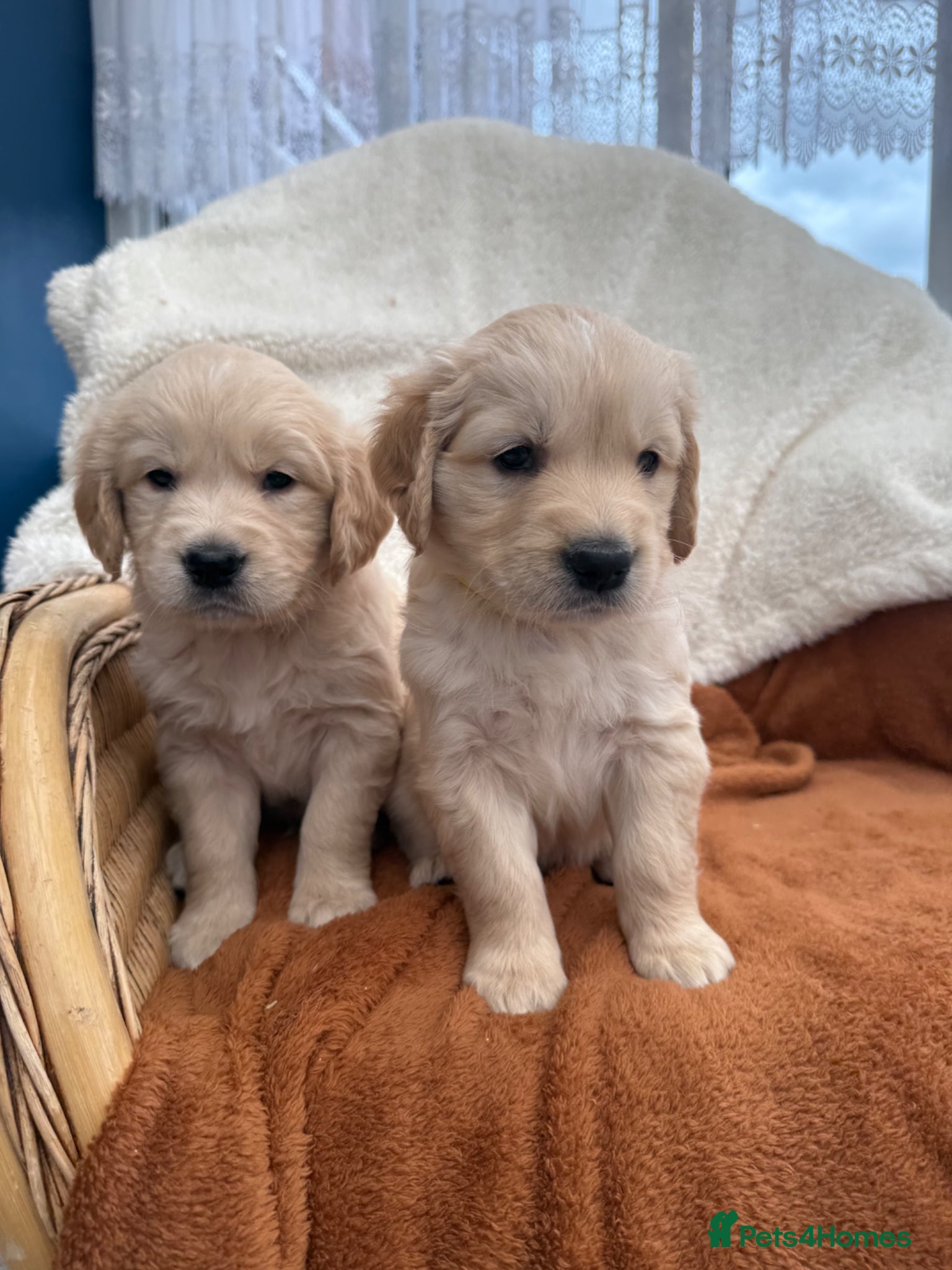 Golden Retriever dogs KC Registered Golden Retriever Puppies  - Advert 1
