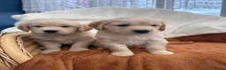 Golden Retriever dogs for sale: KC Registered Golden Retriever Puppies  in Tenterden - Advert 1