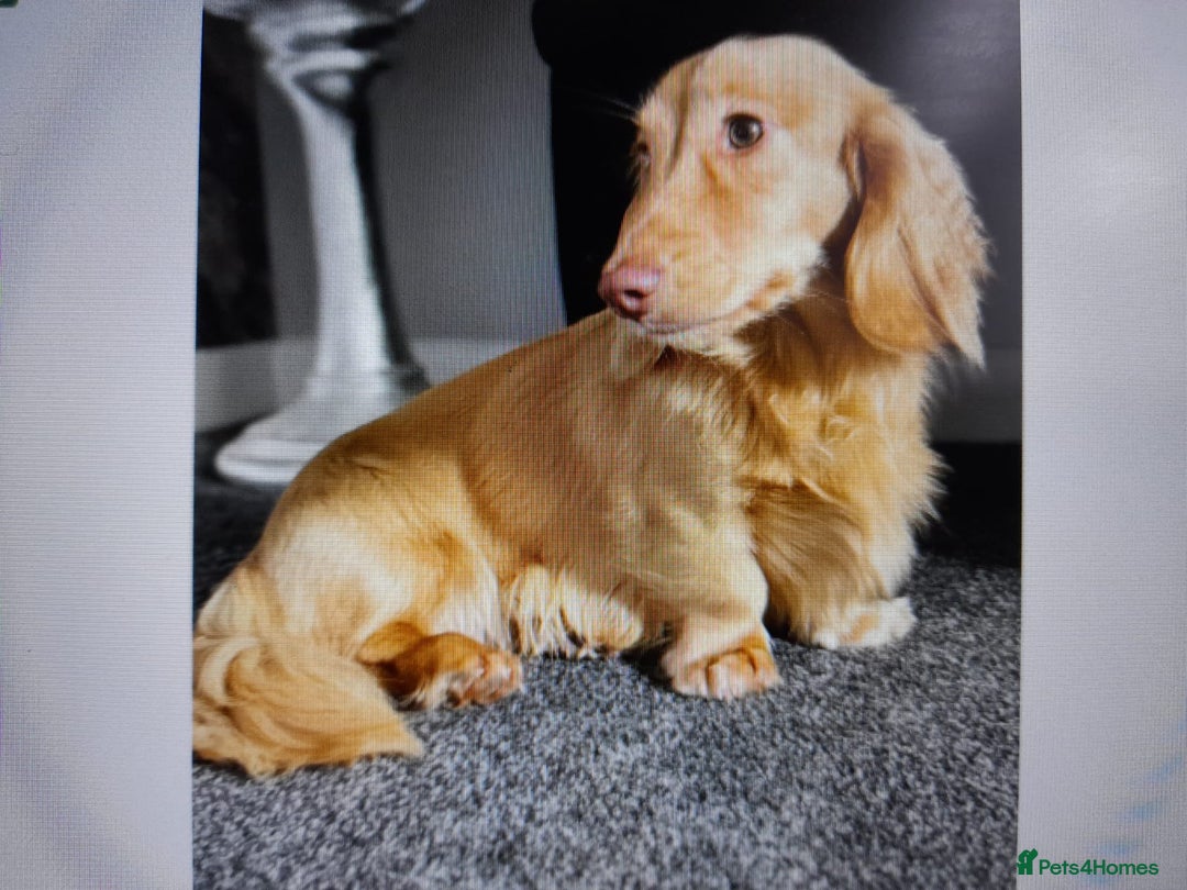 Miniature Dachshund dogs for sale:  Long haired minature daschunds  - Advert 7