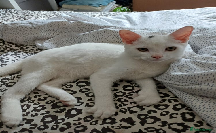 Turkish Angora cats - Advert 2