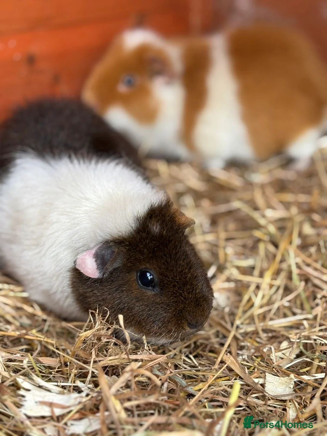 Guinea Pig rodents for sale: Guinea pigs and houses for sale - Advert 4
