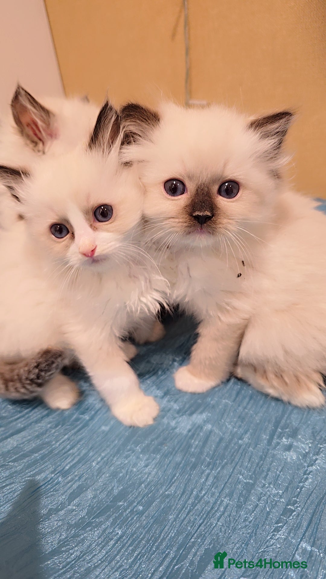 Ragdoll cats for sale: TICA REGISTERED KITTENS/Active - Advert 24