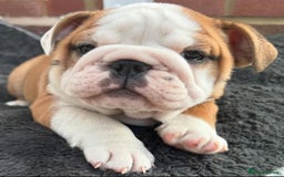 English Bulldog dogs for sale: Beautiful Pure breed English Bulldog Pups - Image 13