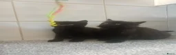 Mixed Breed cats for sale: 2 Male fluffy brown kittens left  - Advert 14