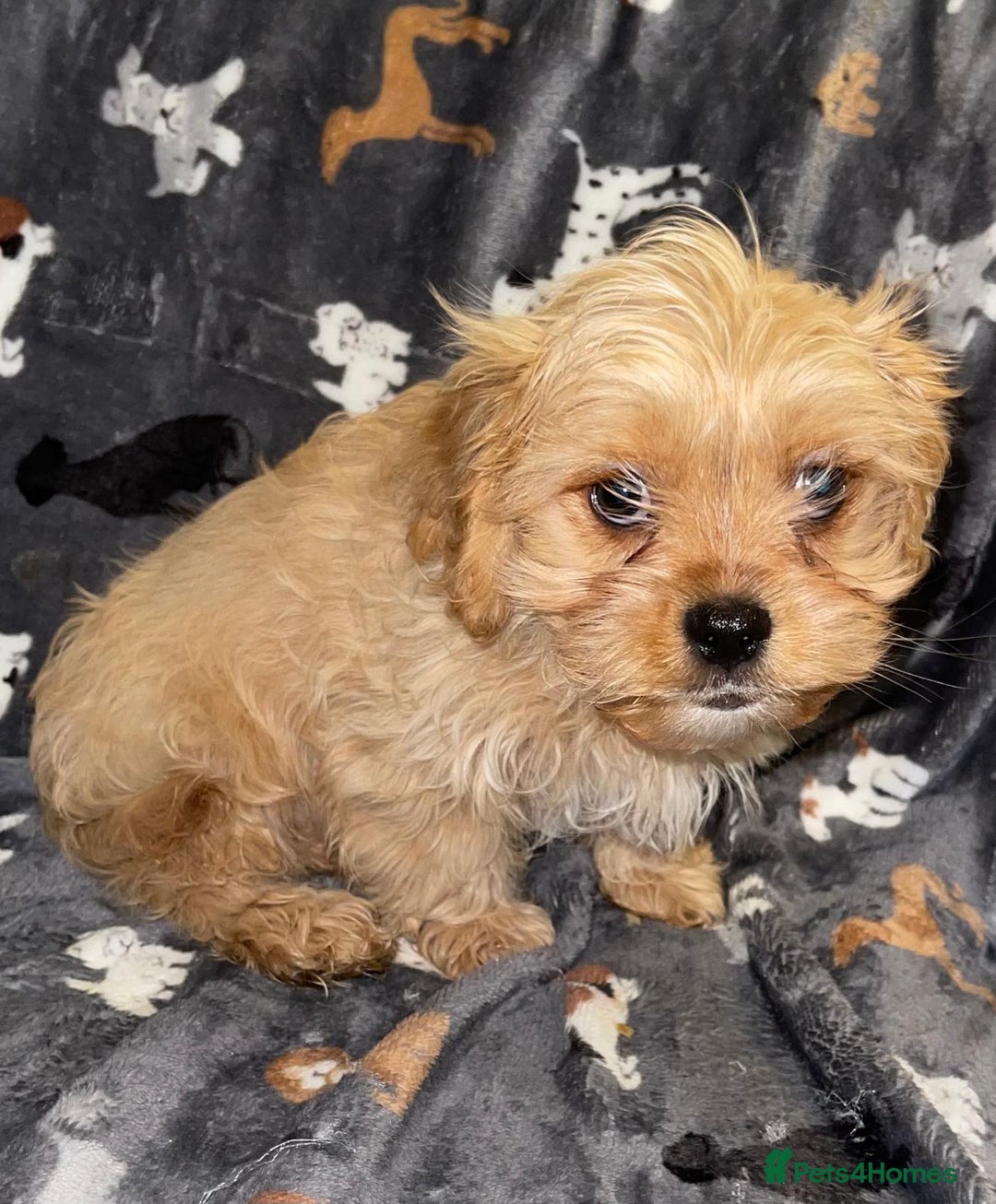 Cavapoo dogs for sale: Cavapoo puppies  - Advert 5