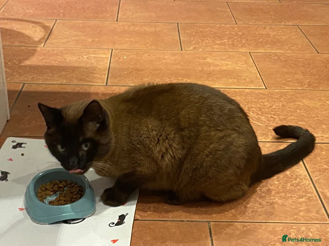 Ragdoll cats for sale: Ragdoll cat - Advert 4