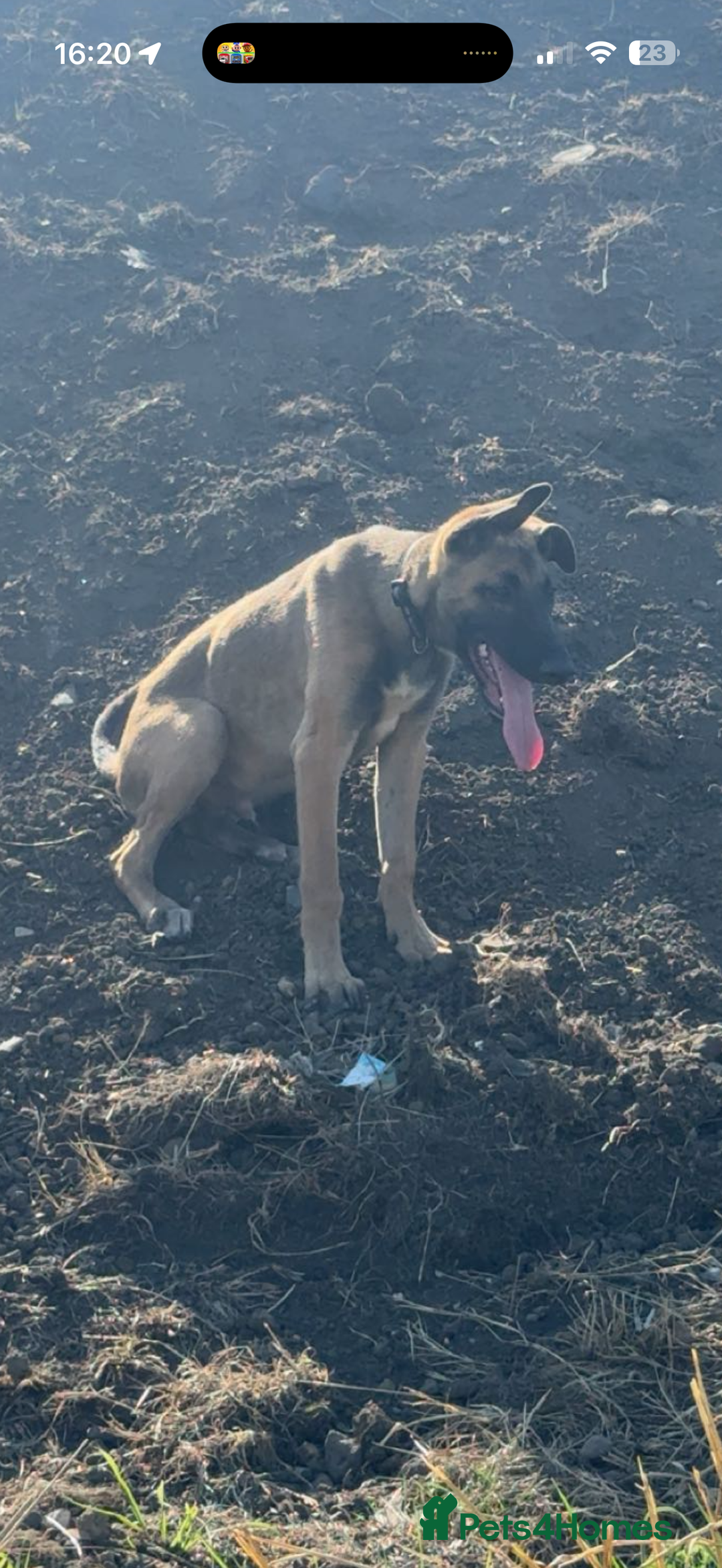 Mixed Breed dogs for sale: belgian malinois x lurcher - Image 7