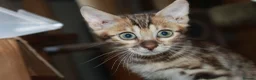 Bengal cats for sale: One Brown Rosette Male Bengal Left! - Advert 19