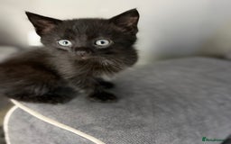 Mixed Breed cats for sale: 5 cute kittens for sale.  - Image 14