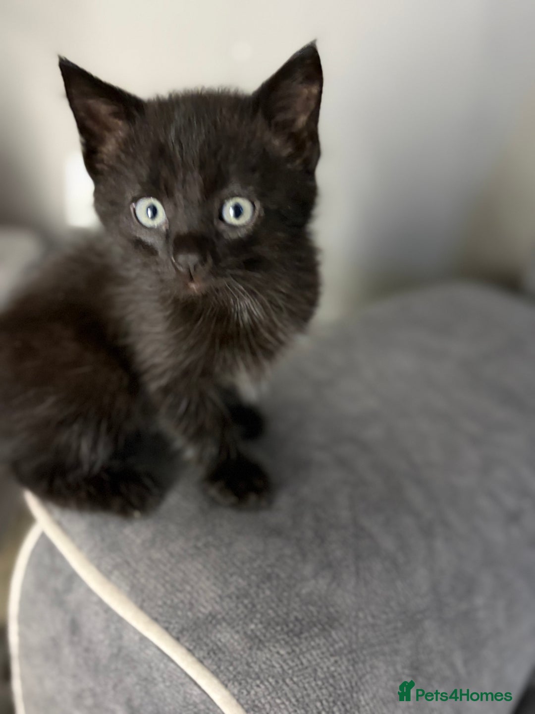 Mixed Breed cats for sale: 5 cute kittens for sale.  - Image 14