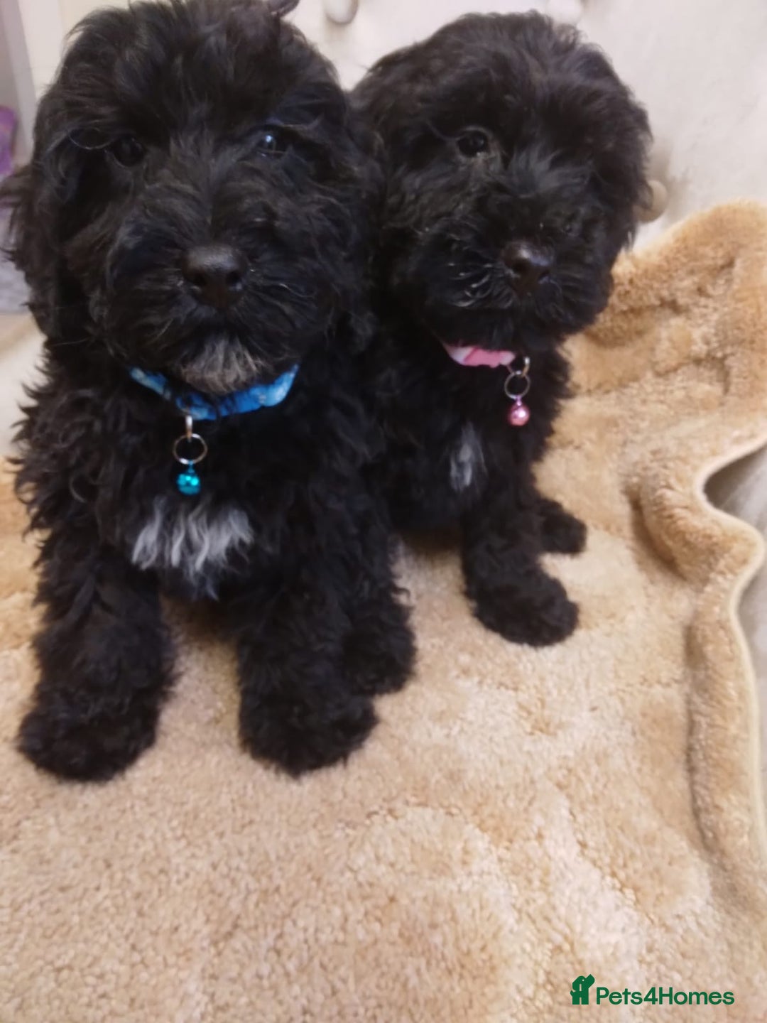 Cockapoo dogs for sale: Cockapoo - Advert 8