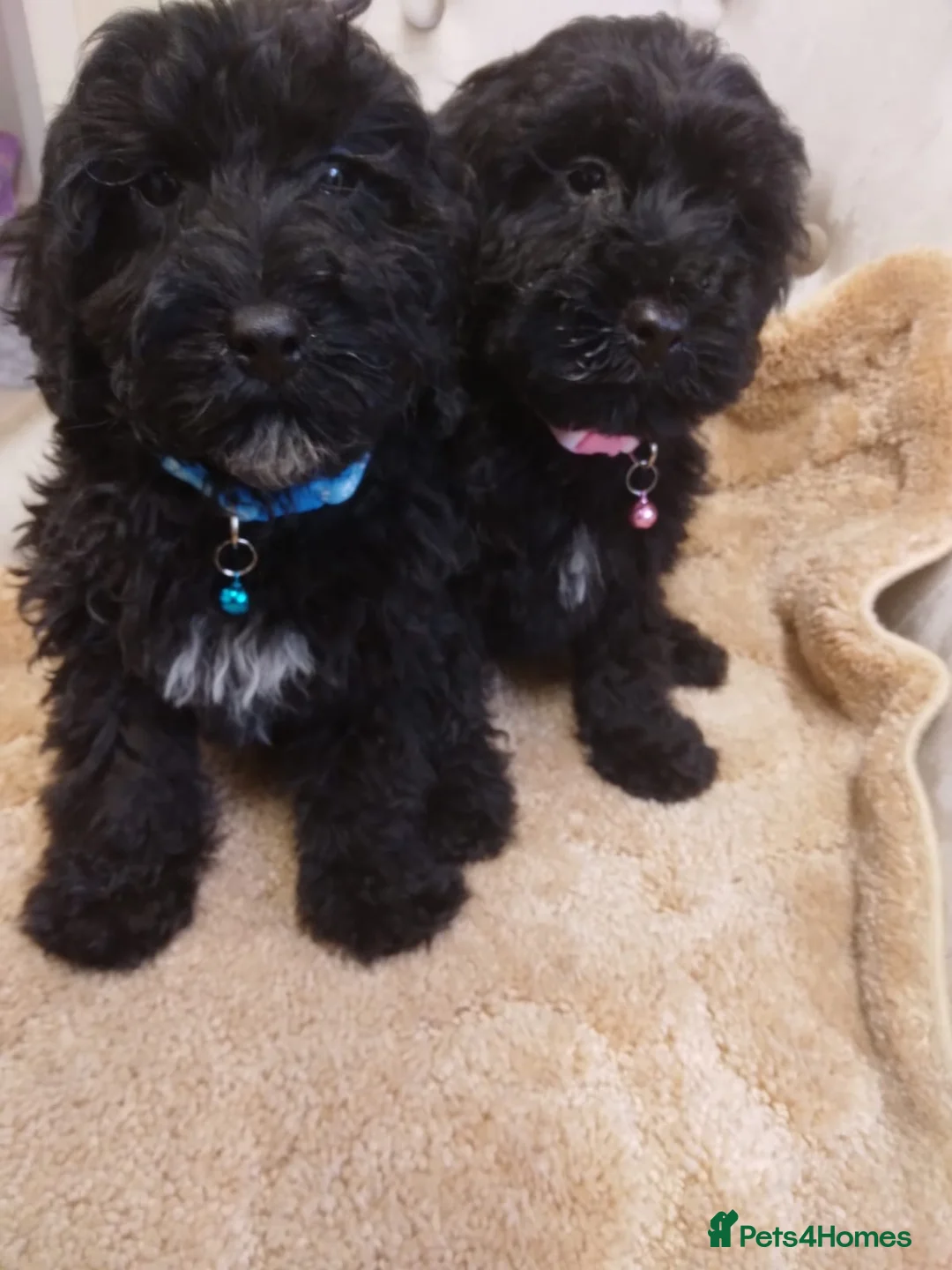 Cockapoo dogs for sale: Cockapoo - Advert 8