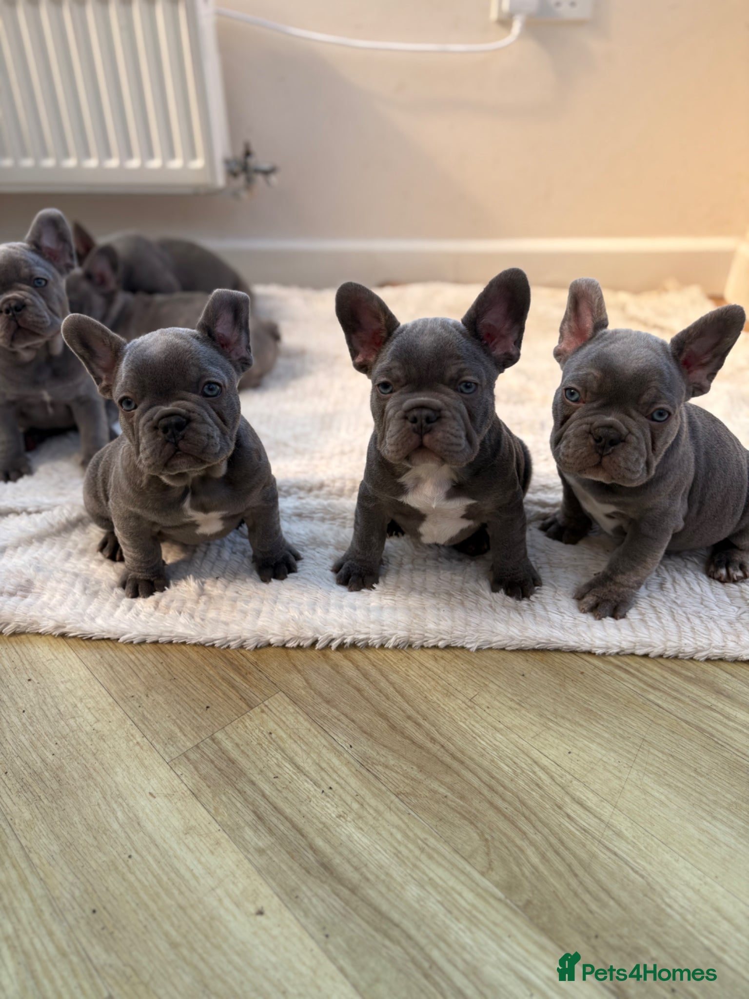 French Bulldog dogs Beautiful French Bulldog Puppies  - Advert 1