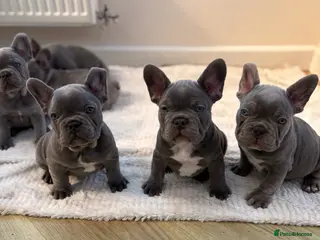 French Bulldog dogs Beautiful French Bulldog Puppies - Advert 1