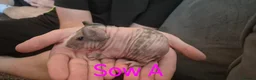 Guinea Pig rodents for sale: Skinnypig Babies  - Advert 5