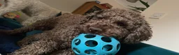 Lagotto Romagnolo dogs for sale: Lagotto Romangalo for sale KC reg.Italian parents  - Advert 9