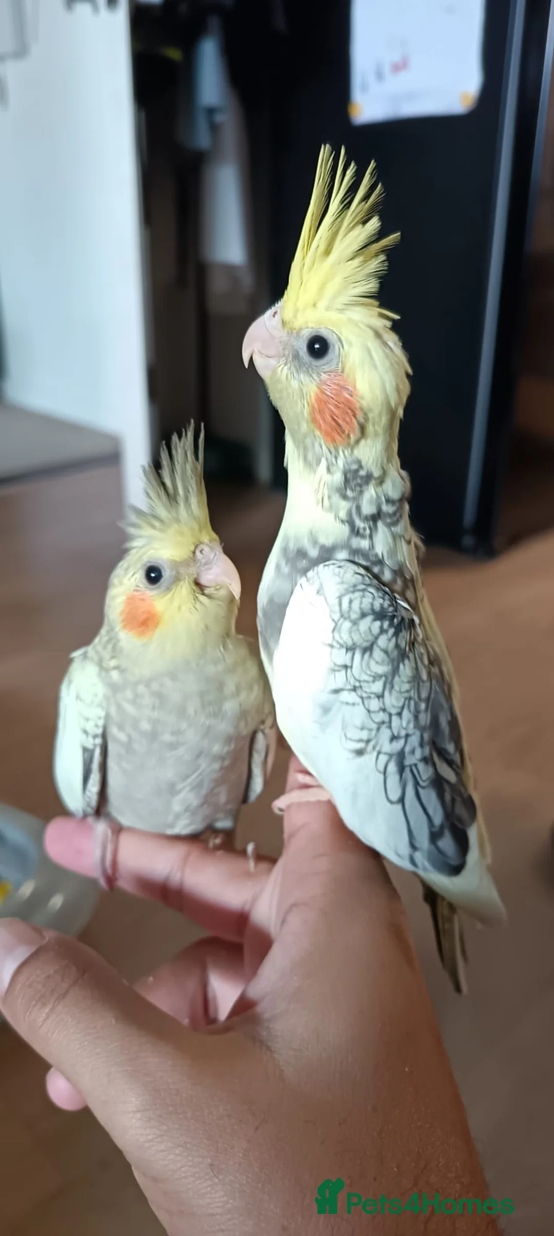 Cockatiels birds for sale: Breeding cockatiels with babies - Advert 6