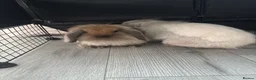 Mixed Breed rabbits for sale: 2 mini lion lops  in Saint Helens - Advert 3