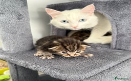 Turkish Angora cats for sale: 4 Beautiful Turkish Angora Mix Kittens - Image 2