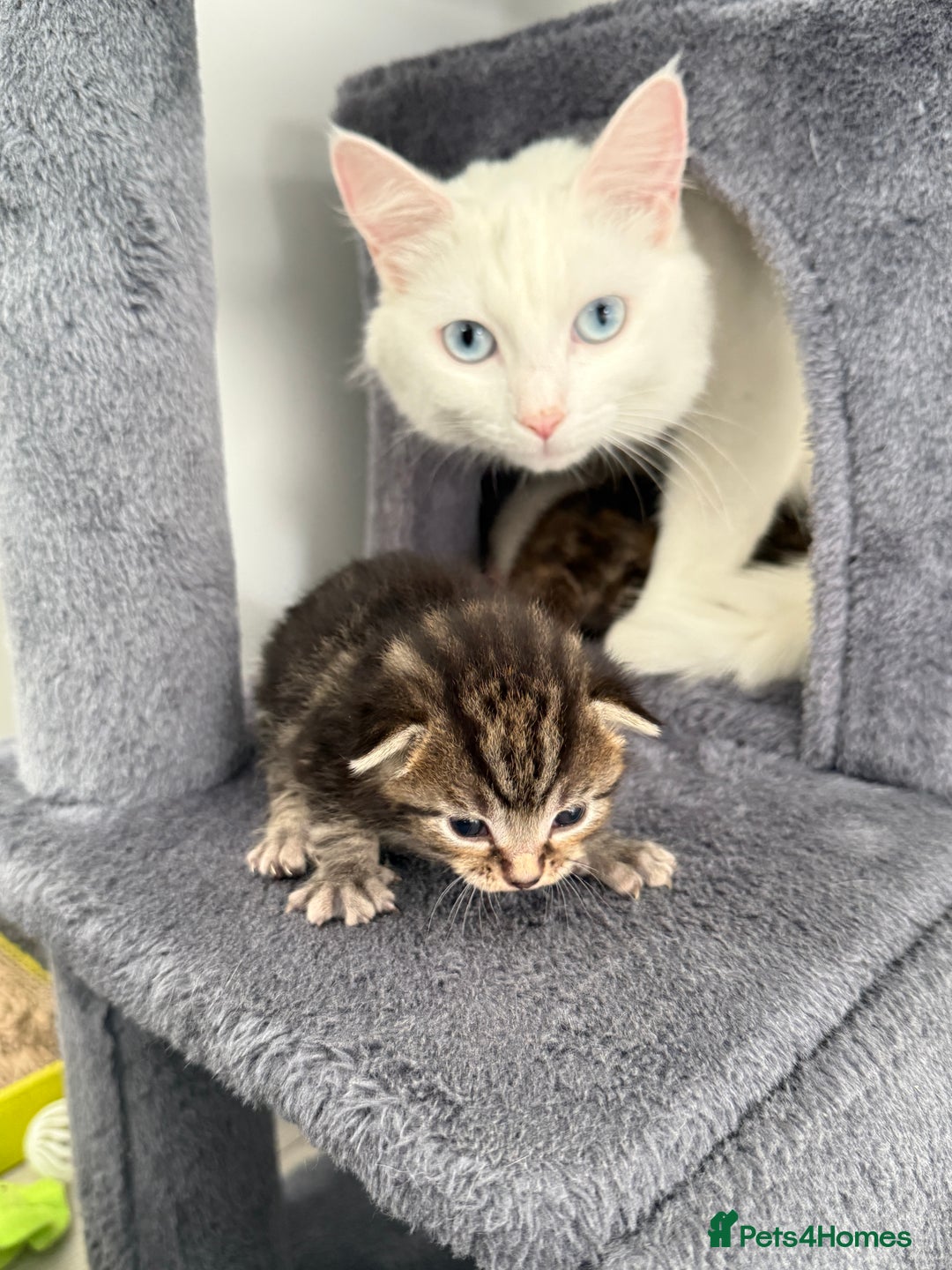 Turkish Angora cats for sale: 4 Beautiful Turkish Angora Mix Kittens - Image 2