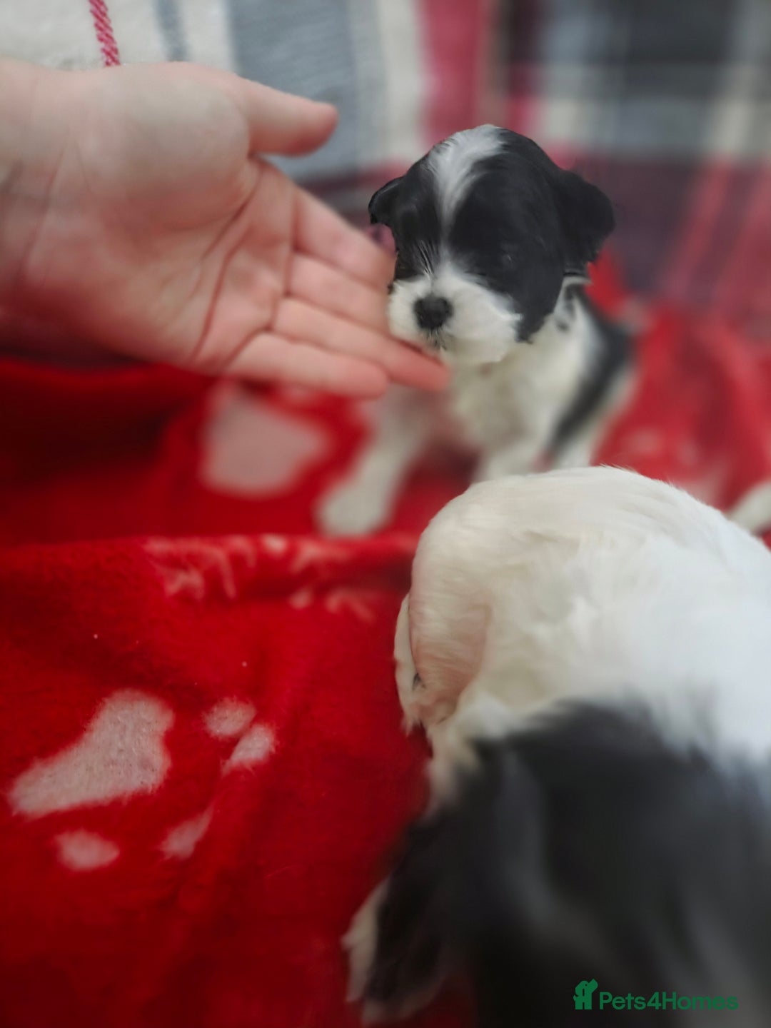 Maltese dogs for sale: 3 boys 1 girl x maltese puppies - Advert 9