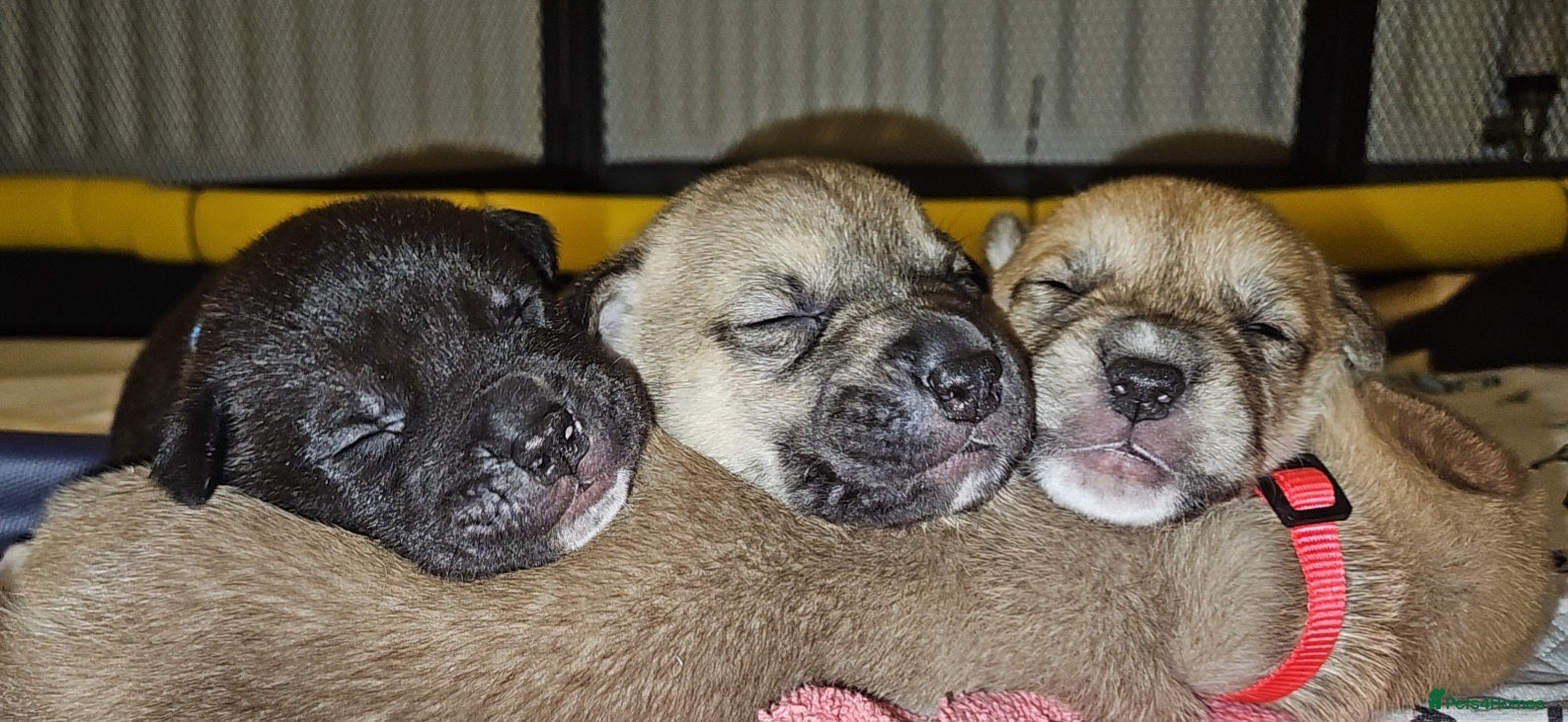 Mixed Breed dogs Beautiful Mix, Husky/Corso X Akita/Staff, Large  - Advert 2