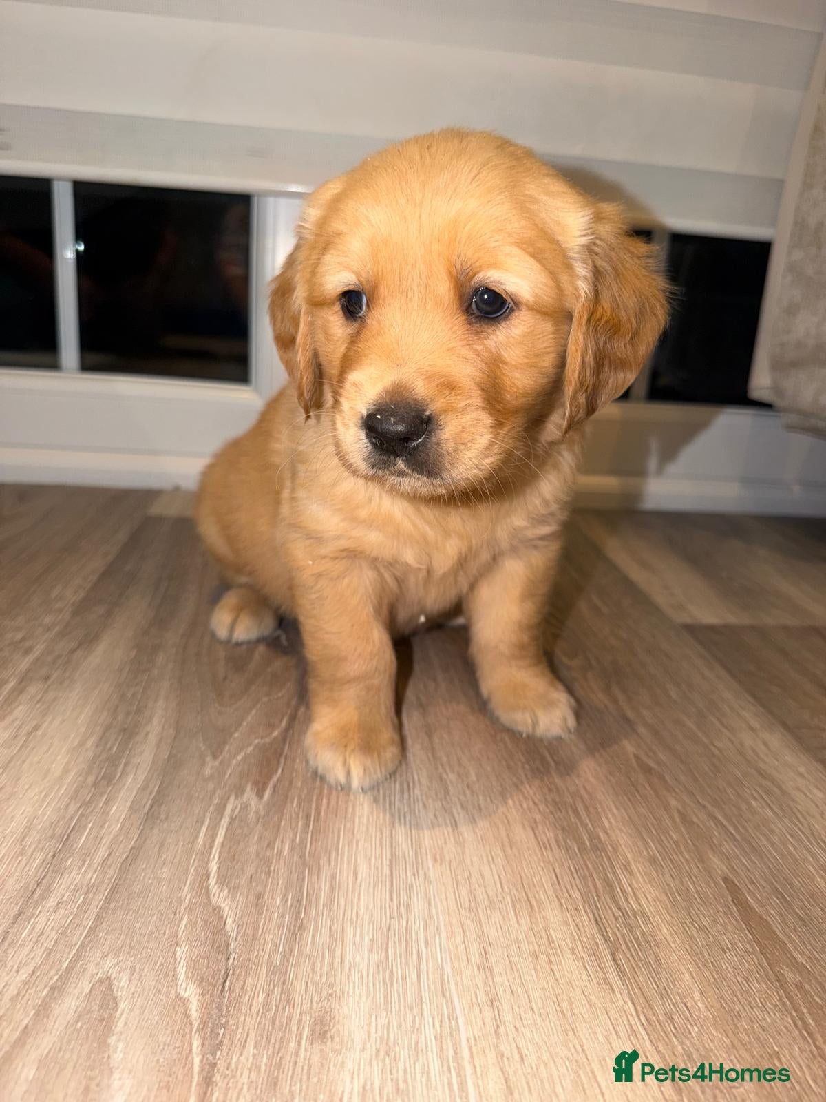 Golden Retriever dogs Beautiful golden retriever puppies - Advert 2