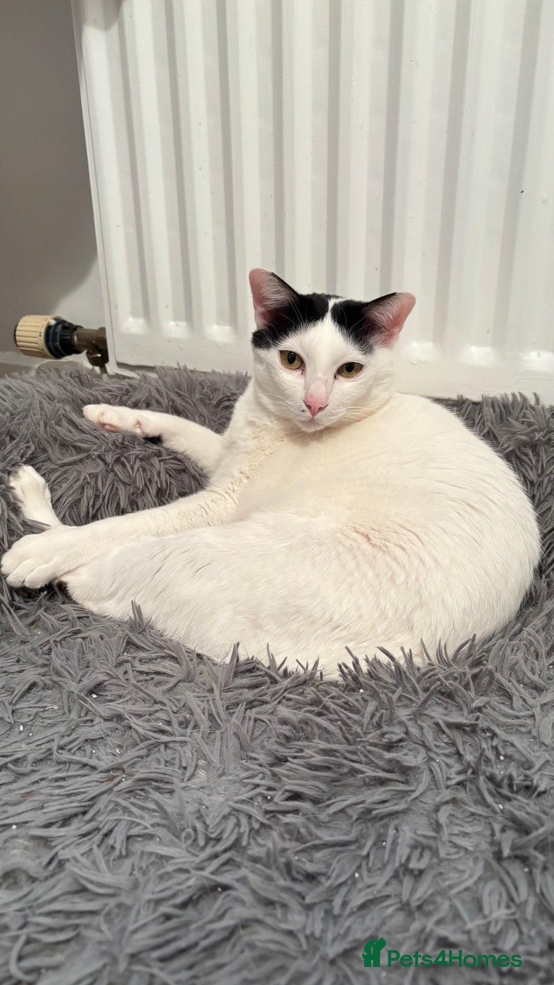 Thai cats for sale: Our 3 Beloved Indoor Cats Need a Forever Home - Advert 5