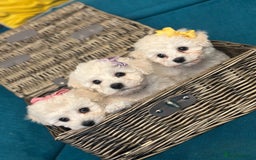 Bichon Frise dogs for sale: ✨ Bichon Frisé Puppies from Champion Bloodlines ✨ - Advert 23