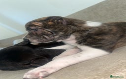 Mixed Breed dogs for sale: Shar pei cross girls  - Image 6