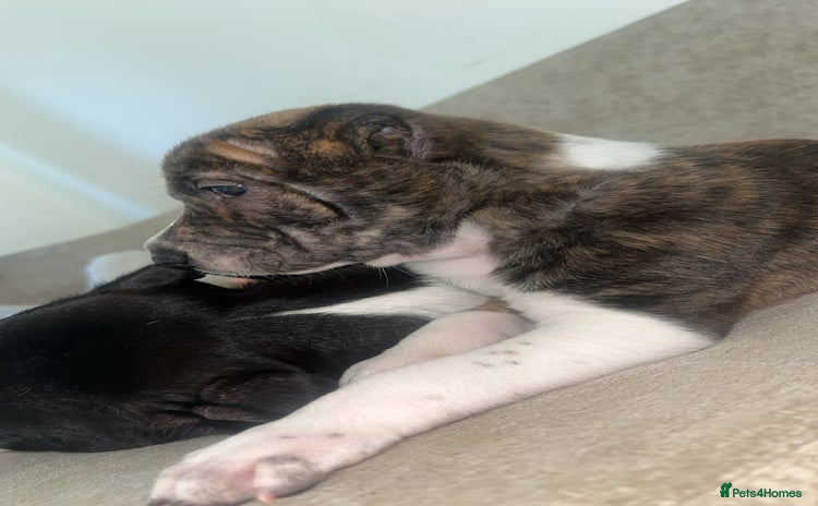 Mixed Breed dogs - Advert 5