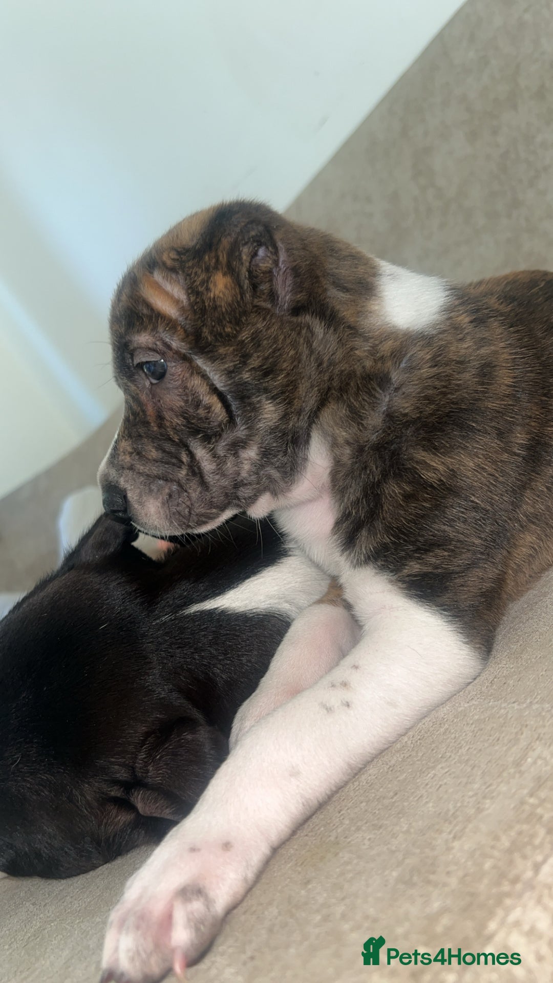 Mixed Breed dogs for sale: Shar pei cross girls  - Image 6