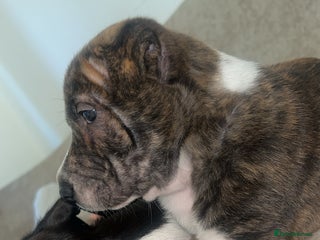 Mixed Breed dogs - Advert 15