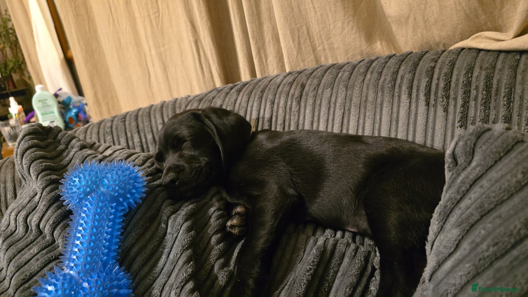 Mixed Breed dogs for sale: Mixed breed - Image 6