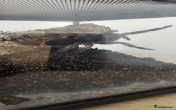 Tarantulas invertebrates for sale: Costa Rican Zebra Tarantula - Image 2