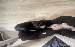 British Shorthair cats for sale: mixed tabby, black and white kittens  - Image 40