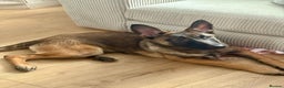 Mixed Breed dogs for sale: Belgium malinois X German shepherd  - Advert 3