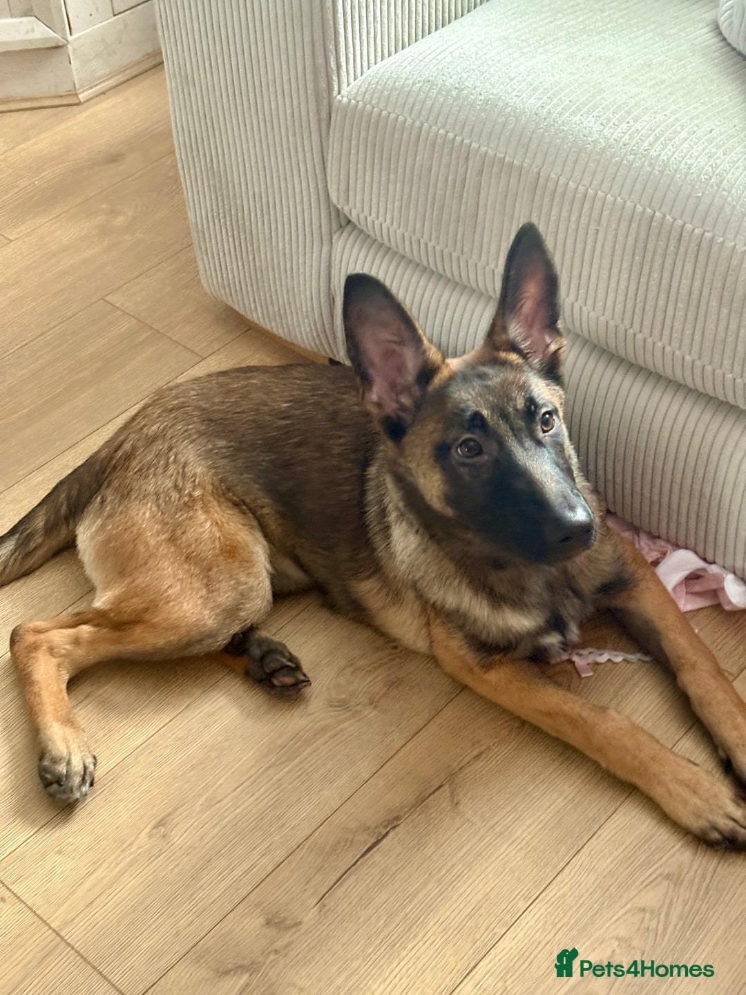 Mixed Breed dogs for sale: Belgium malinois X German shepherd  - Advert 3