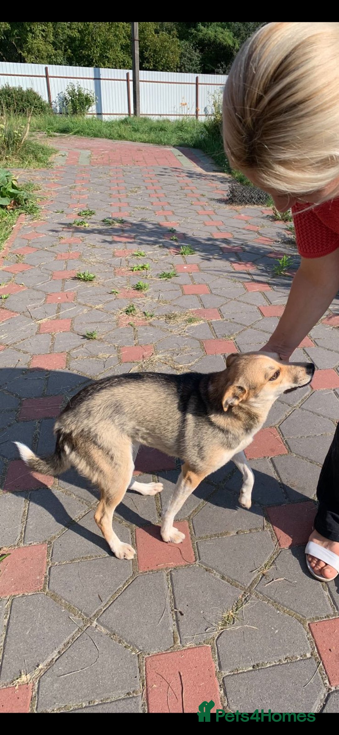 Mixed Breed dogs for adoption: 💖🐶 ROSITA 🐶💖 - Image 2