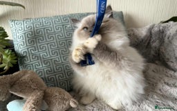 Ragdoll cats for sale: 🐾 adorable ragdoll kittens for sale 🐾  - Image 18