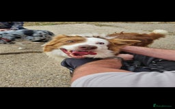 Border Collie dogs for sale: Border collie puppies with KC registered parents - Image 5