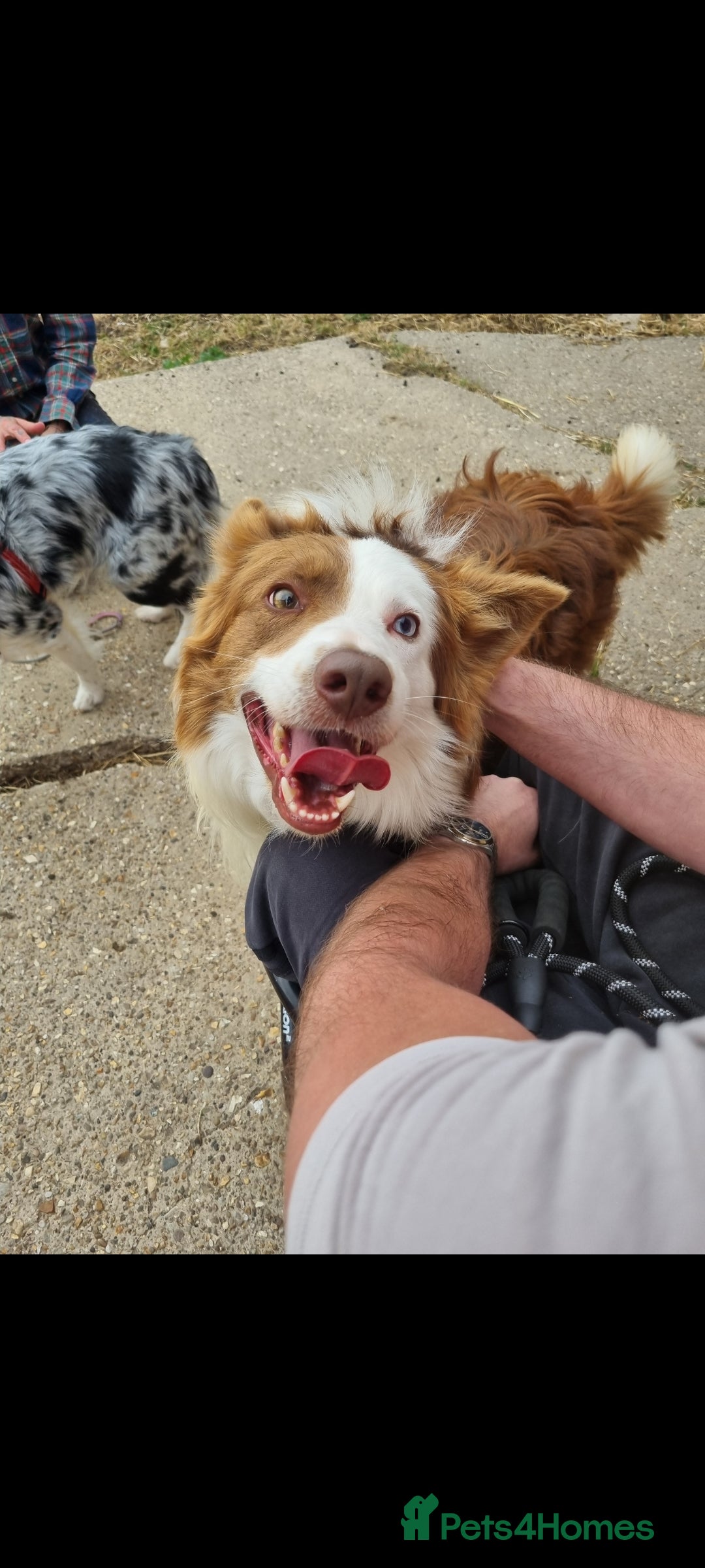 Border Collie dogs for sale: Border collie puppies with KC registered parents - Image 5