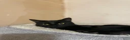 Domestic Shorthair cats for adoption: Magic and Merlin, 7 month old sibling pair  - Advert 10