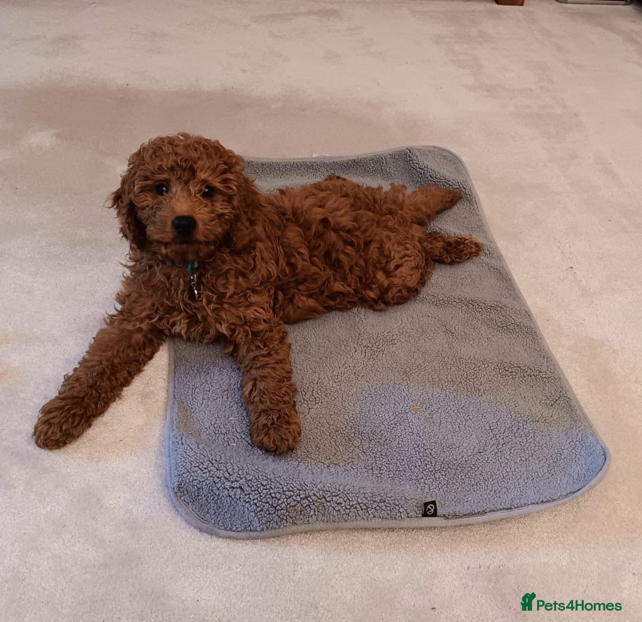 Cavapoo dogs 1 Stunning, health tested, Deep red Cavapoo BOY - Advert 9