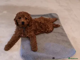 Cavapoo dogs 1 Stunning, health tested, Deep red Cavapoo BOY - Advert 6