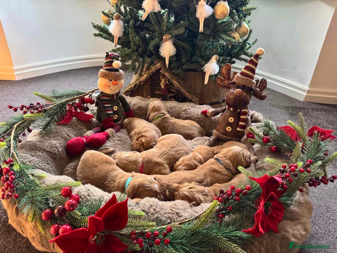 Golden Retriever dogs for sale: Golden retriever puppies  - Advert 11